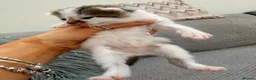 Maine Coon cats for sale: Maine coone cross kittens  - Advert 10