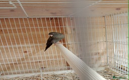 Budgerigars birds for sale: Rare black face blackwing (blue ) budgie for sale  - Image 2