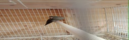 Budgerigars birds for sale: Rare black face blackwing (blue ) budgie for sale  - Advert 2