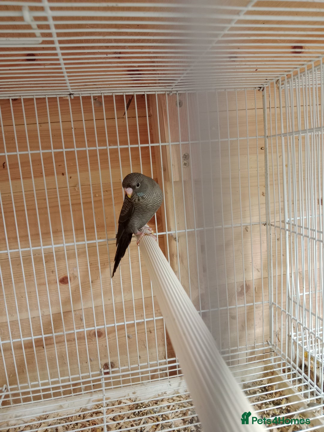 Budgerigars birds for sale: Rare black face blackwing (blue ) budgie for sale  - Image 2