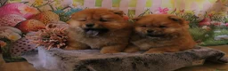 Chow Chow dogs for sale: Beautiful Chow girls available now  - Advert 7