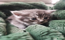 Devon Rex cats for sale: Munchkin x Devon rex  - Image 6