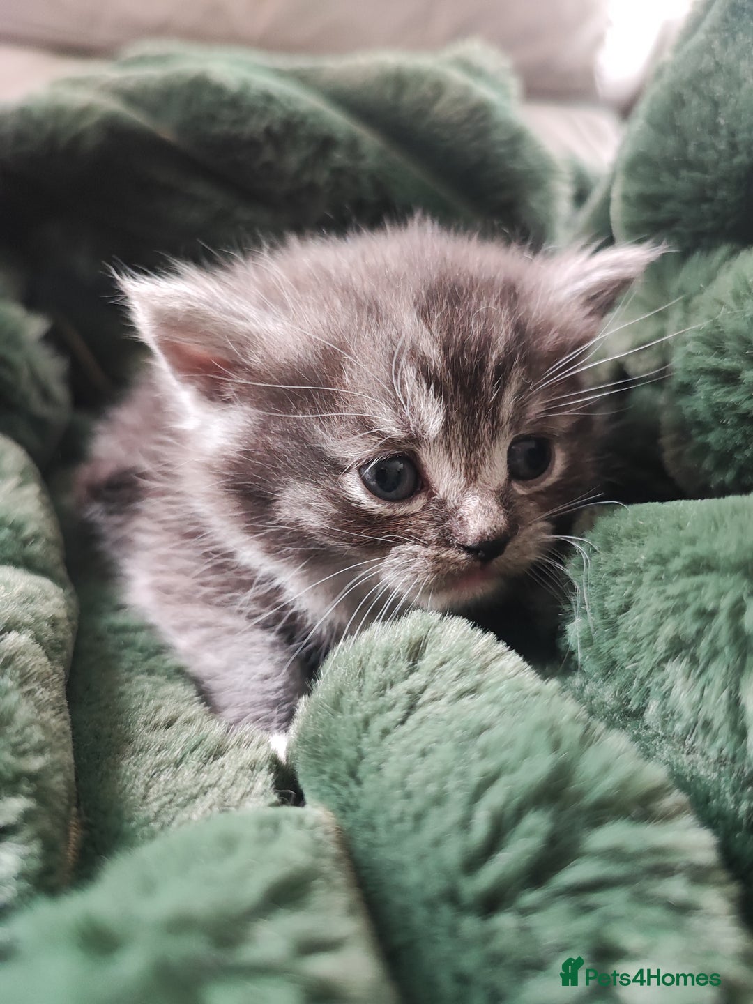 Devon Rex cats for sale: Munchkin x Devon rex  - Image 6