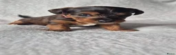 Jackapoo dogs for sale: 4 Jackpoo Puppies  - Advert 7