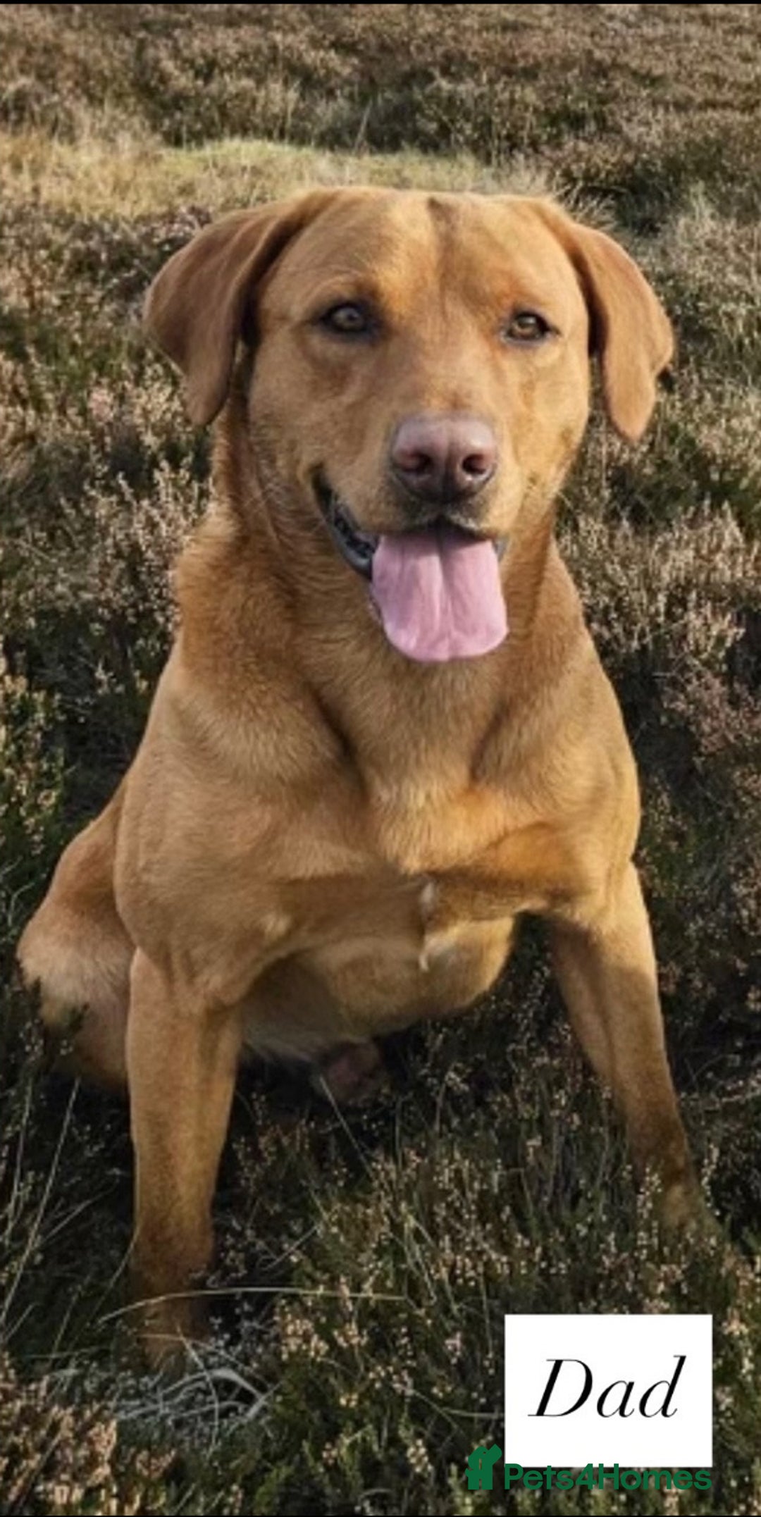 Labrador Retriever dogs for sale: 🐾 Exceptional KC Registered Labrador Puppies🐾 - Advert 3