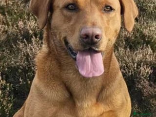 Labrador Retriever dogs 🐾 Exceptional KC Reg Labrador Puppies 🐾 - Advert 5