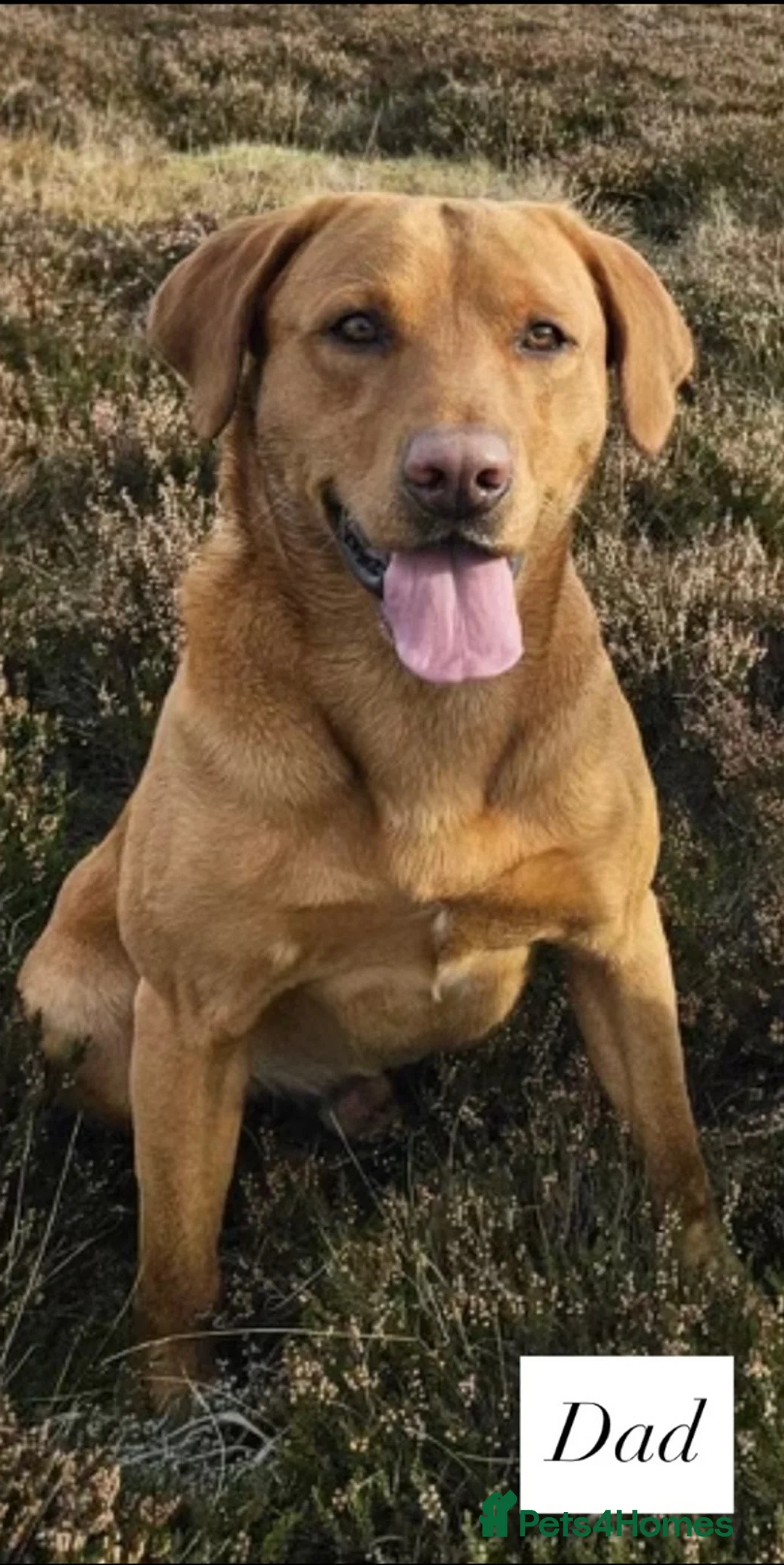 Labrador Retriever dogs for sale: 🐾 Exceptional KC Reg Labrador Puppies 🐾 - Advert 5