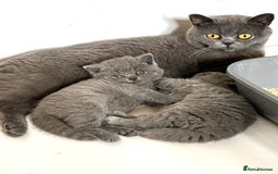 British Shorthair cats for sale: Beautiful Blue British Shorthair Kittens ready now - Image 4
