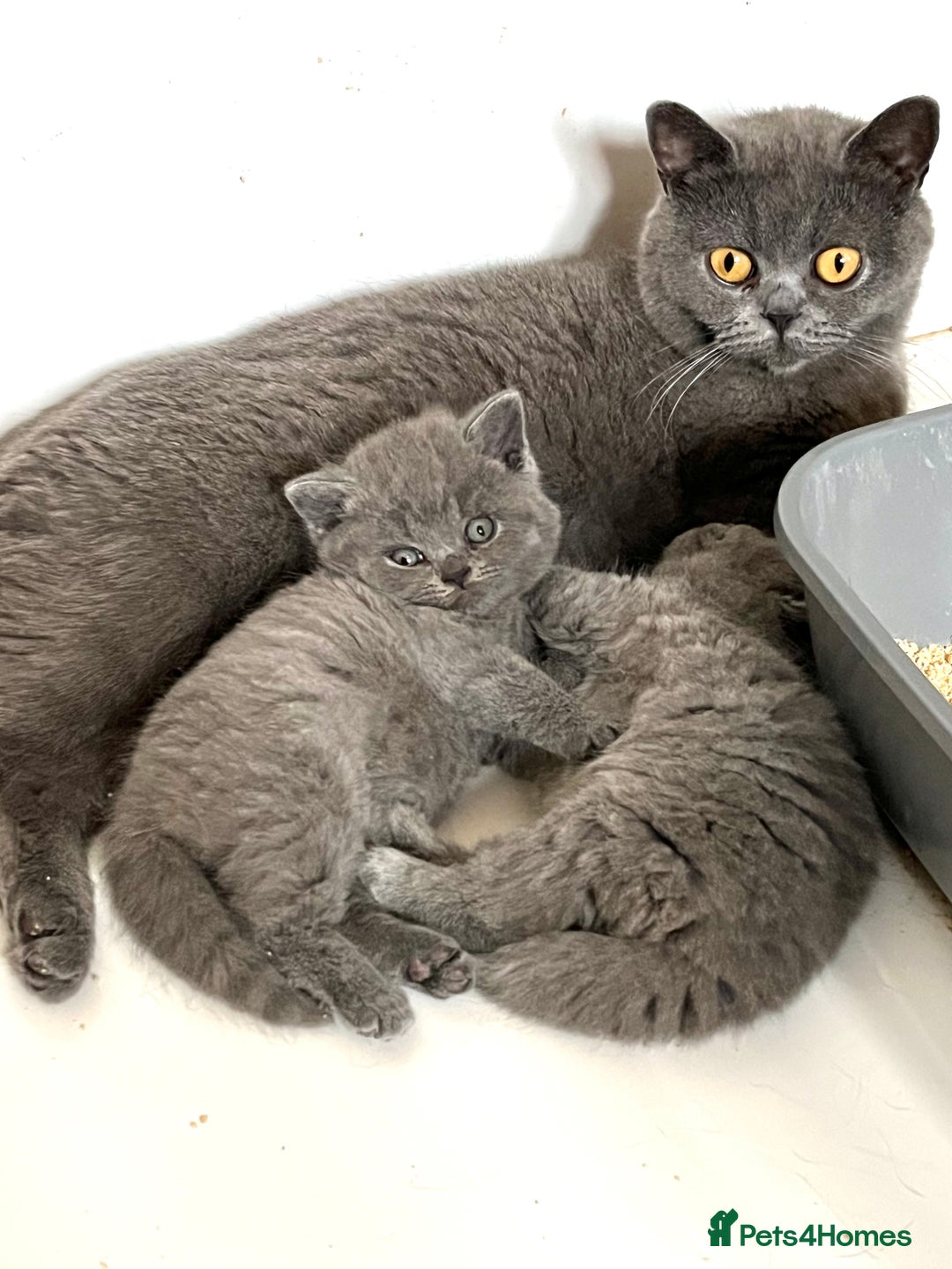 British Shorthair cats for sale: Beautiful Blue British Shorthair Kittens ready now - Image 4