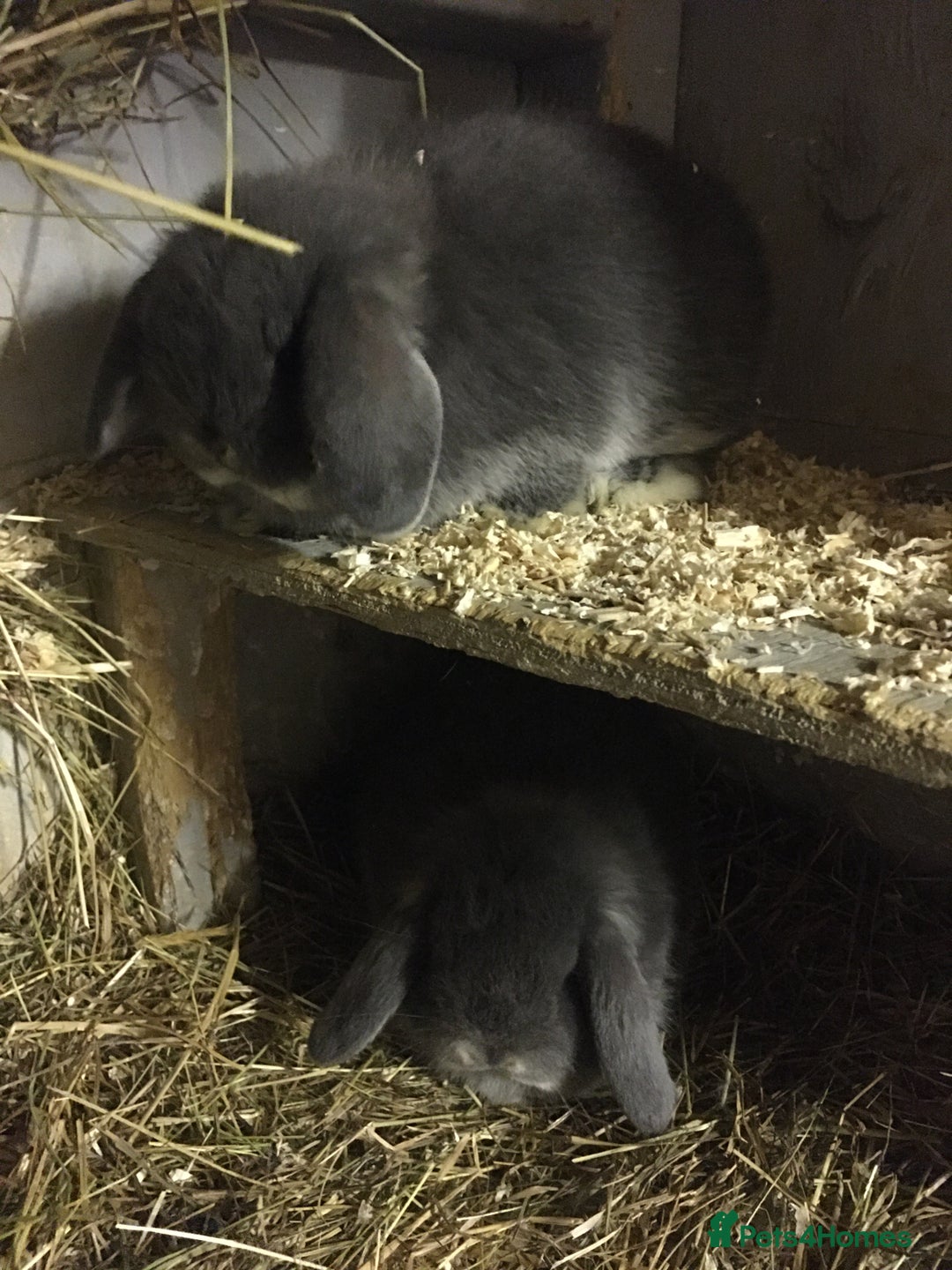 Mini Lop rabbits for sale: Mini lops for sale  - Advert 3