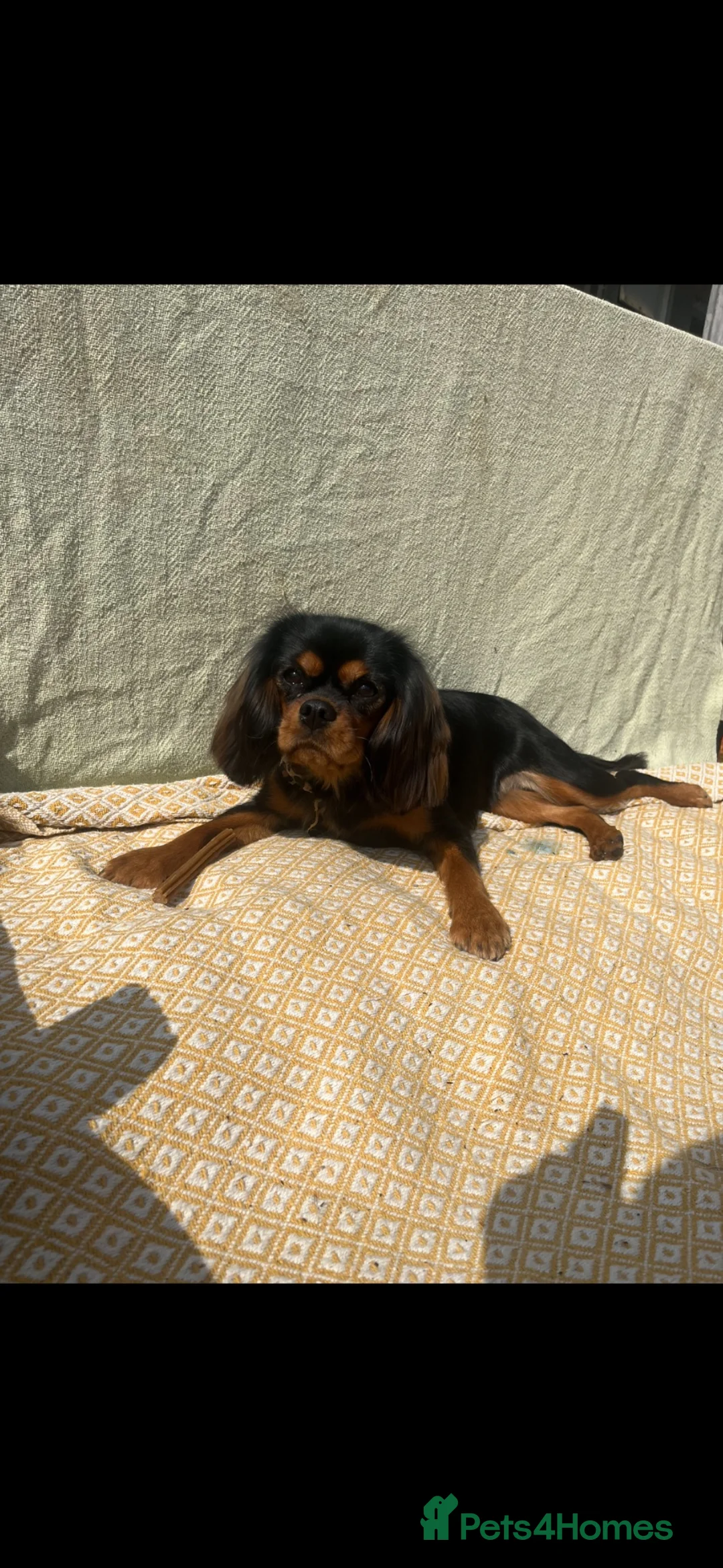Cavalier King Charles Spaniel dogs for sale: 5 beautiful cavalier puppies - KC registered - Advert 38