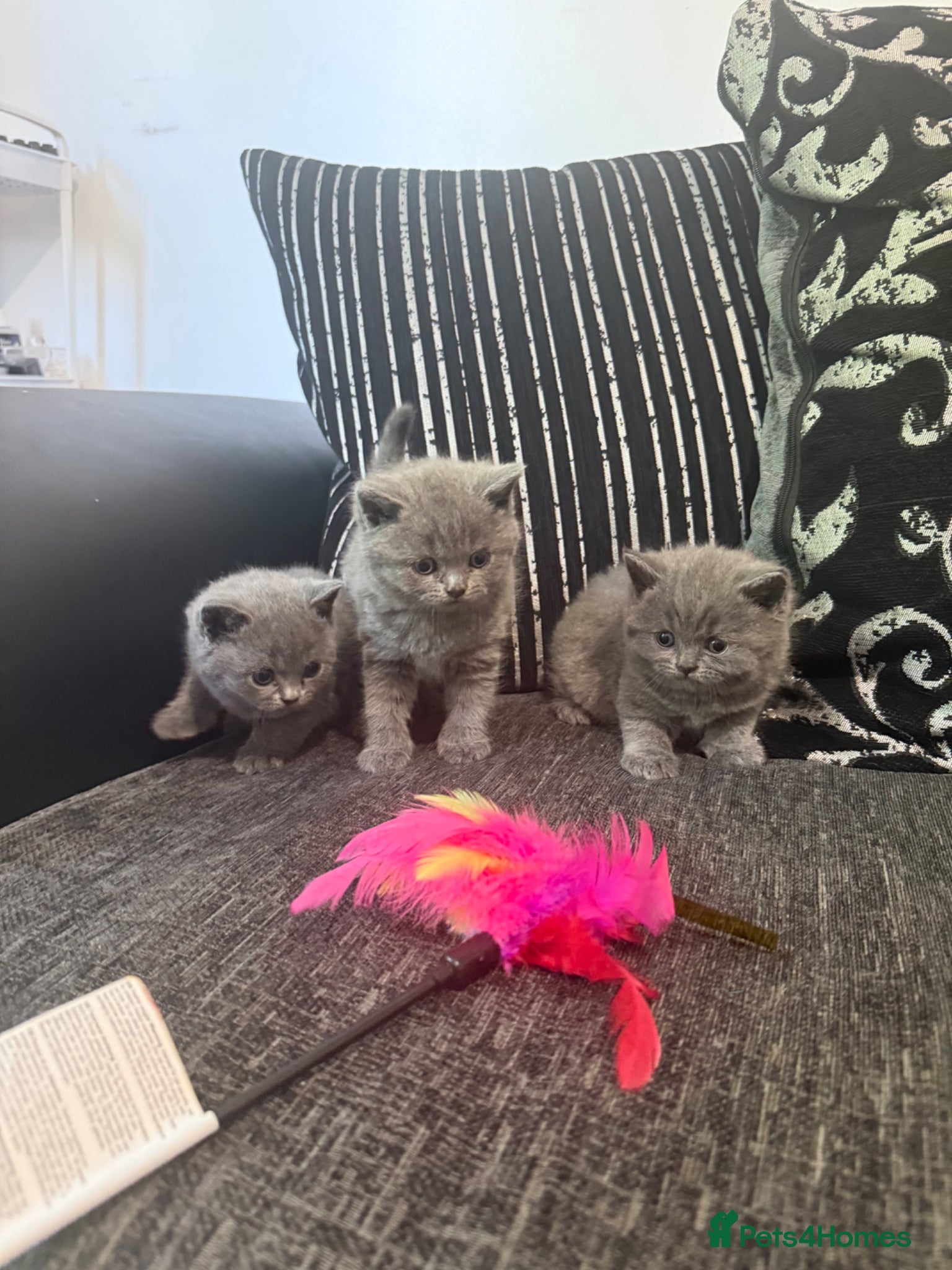 British Shorthair cats OUTSTANDING BRITISH SHORTHAIR KITTENS 🐈‍⬛ 🐾  - Advert 1