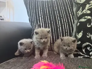 British Shorthair cats OUTSTANDING BRITISH SHORTHAIR KITTENS 🐈⬛ 🐾 - Advert 1