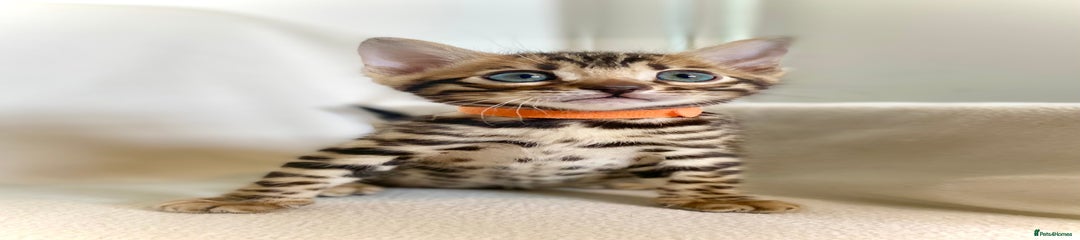 Bengal Kitten 1