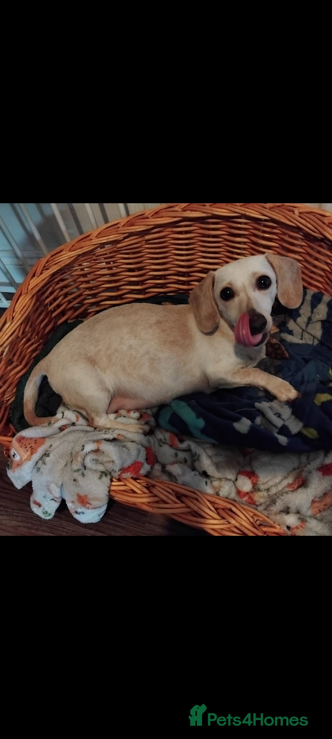 Miniature Dachshund dogs for sale: Exceptional minature cream dachshunds - Image 11