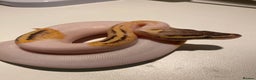 Python Snake reptiles for sale: Cb25 female superfly gene X pied - Advert 2