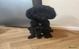 Cockapoo dogs for sale: Gorgeous cockapoo puppies - Image 4
