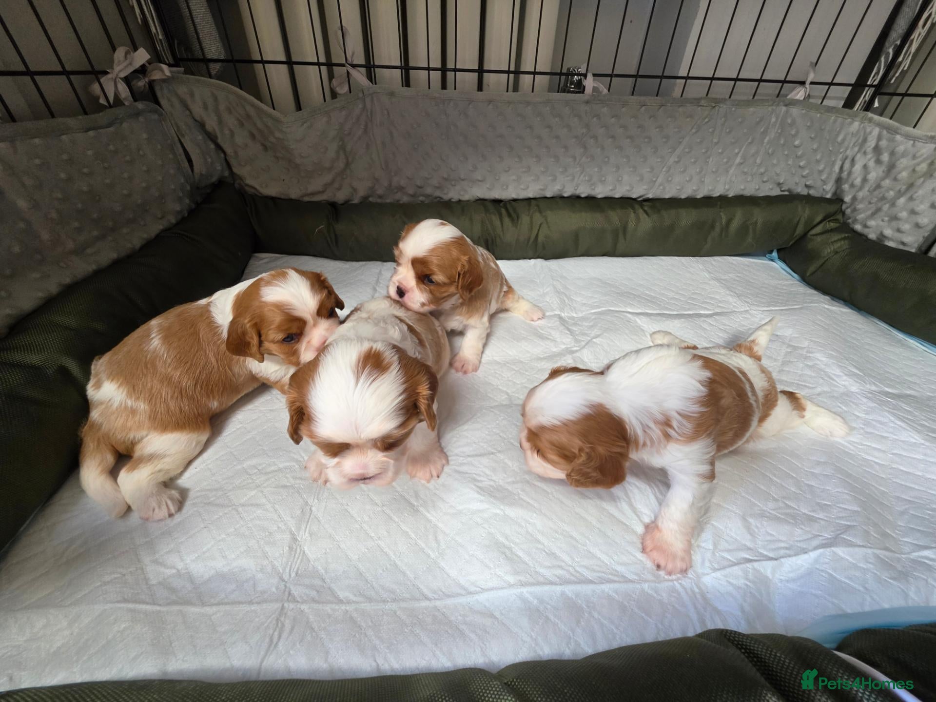 Cavalier King Charles Spaniel dogs Beautiful KC Reg Health Tested Cavalier Puppies - Advert 2