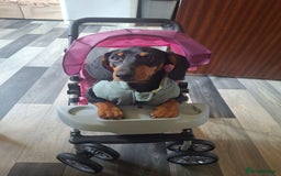 Miniature Dachshund dogs for sale: Beautiful girl dachshund - Image 4