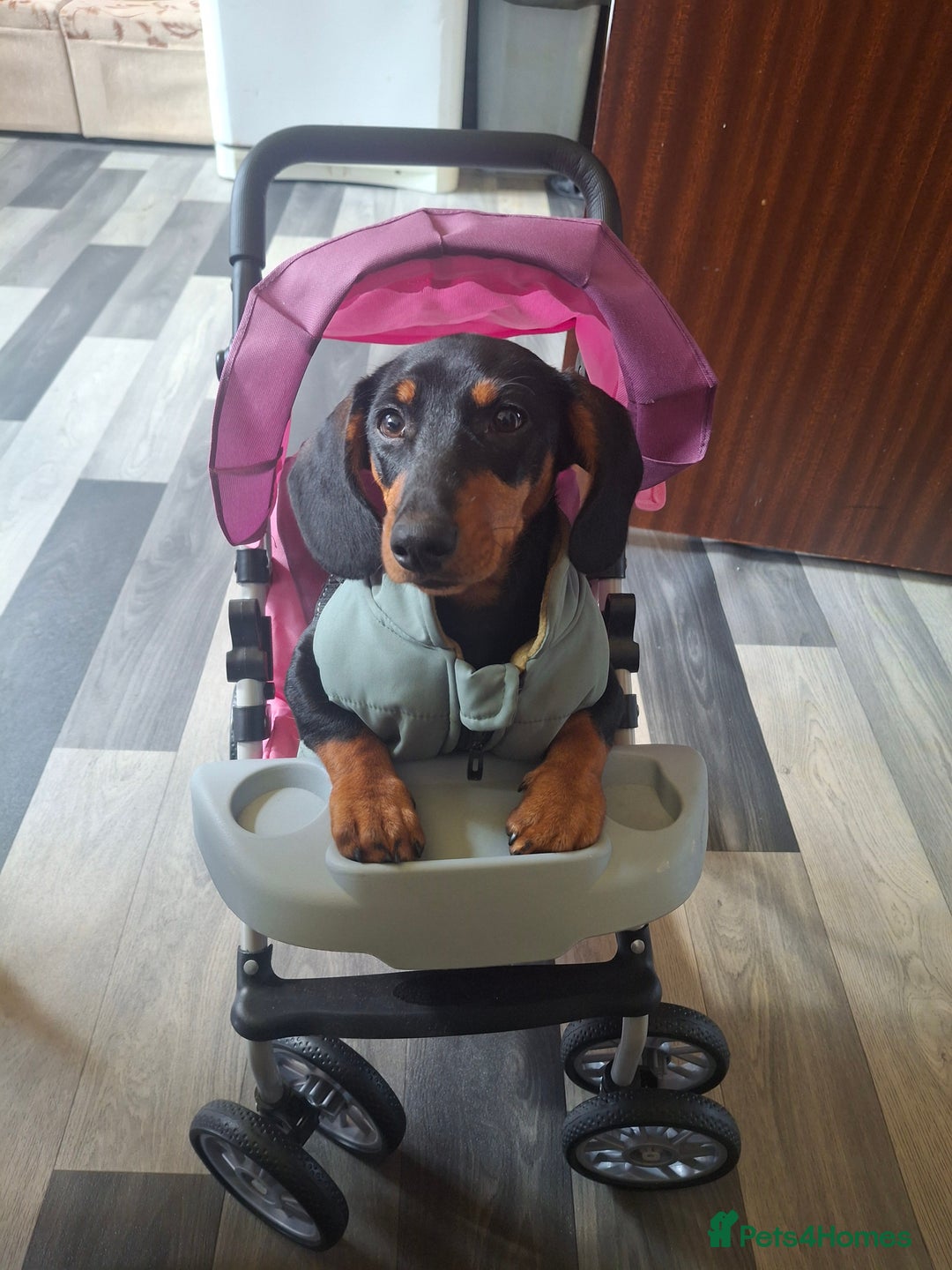 Miniature Dachshund dogs for sale: Beautiful girl dachshund - Image 4