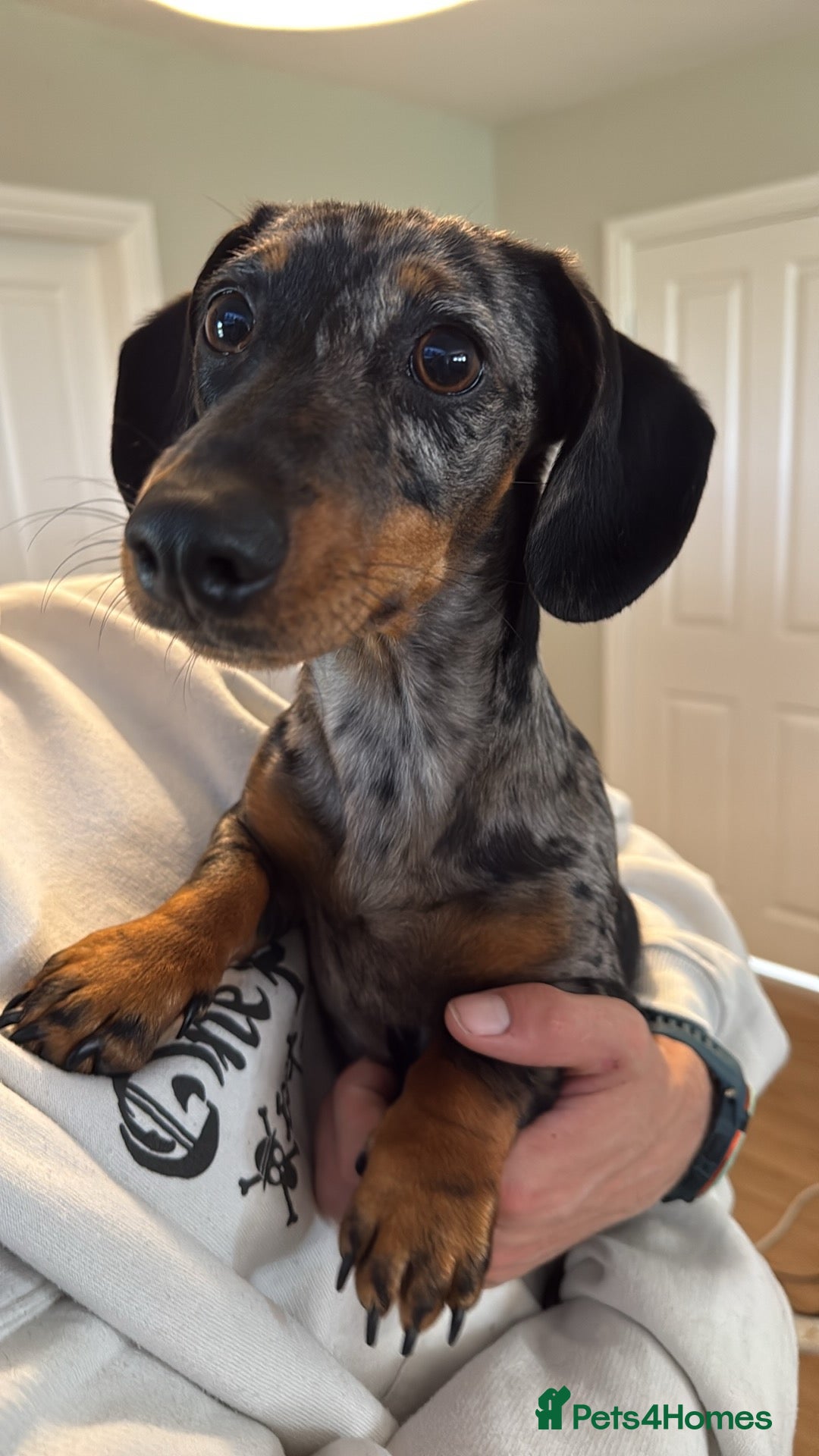 Dachshund dogs Sweet & Confident 7 Month Dachshund Girl - Advert 2