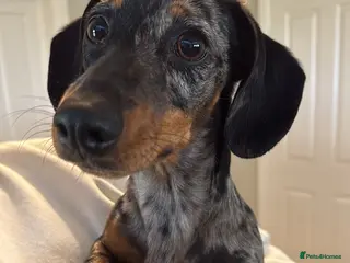 Dachshund dogs Sweet & Confident 7 Month Dachshund Girl - Advert 18