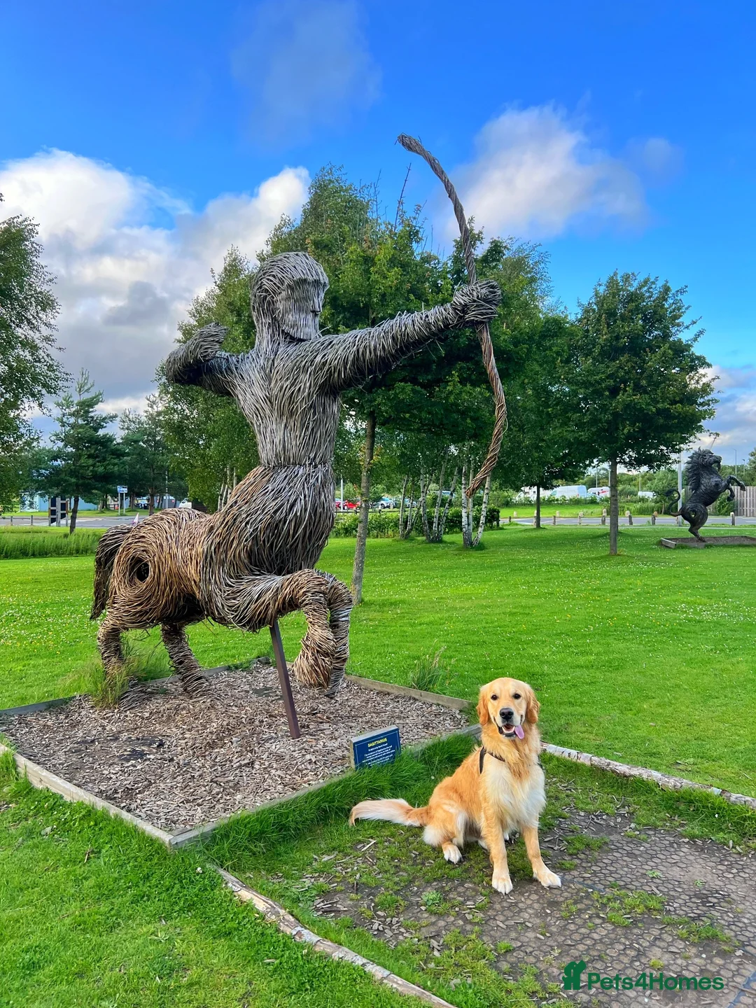 Golden Retriever dogs for sale: Golden Retriever - Seeking an Experienced Home - Advert 10