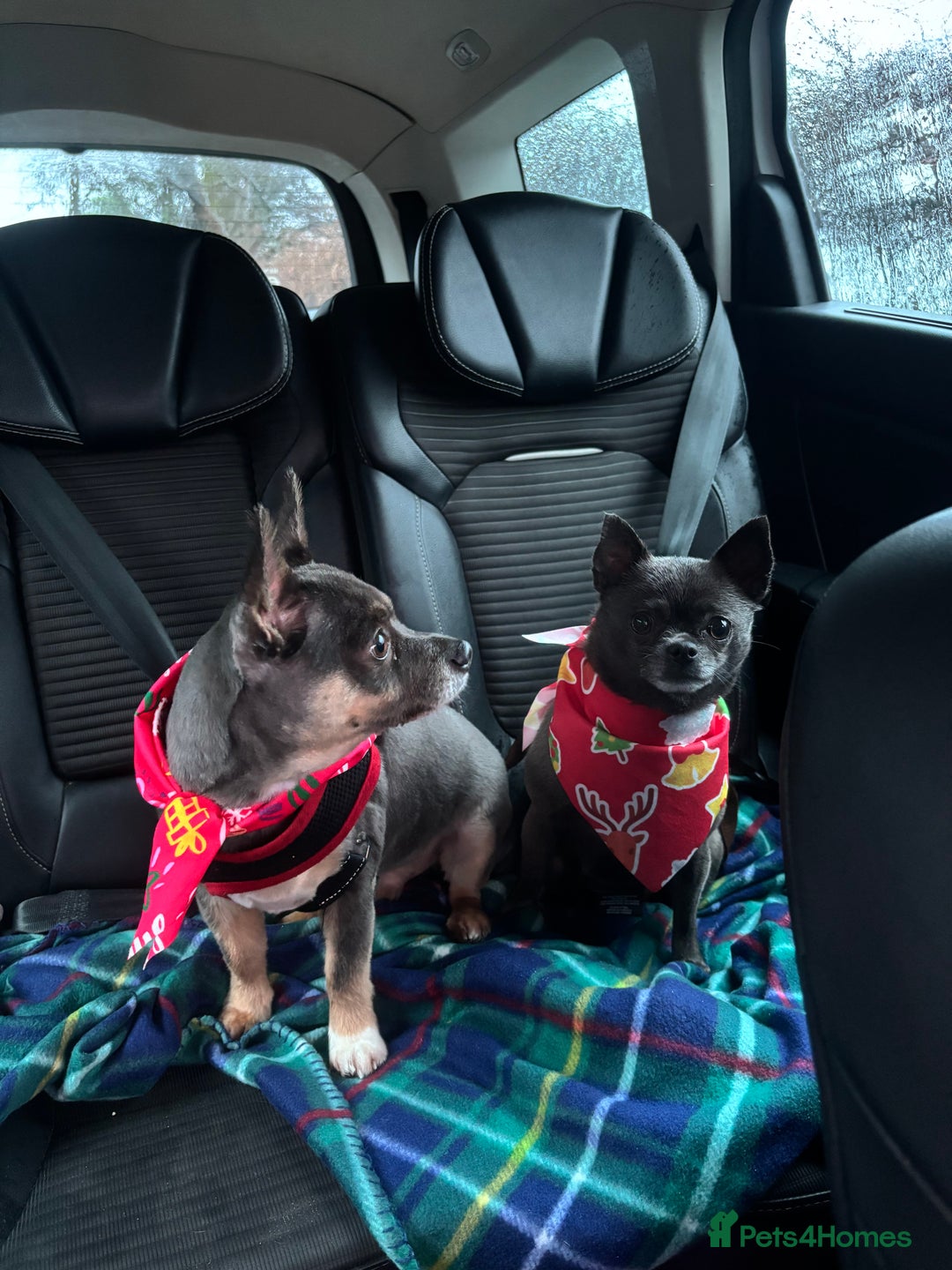 Chihuahua dogs for sale: Two loving chihuahuas Ronny and pickles  - Advert 4