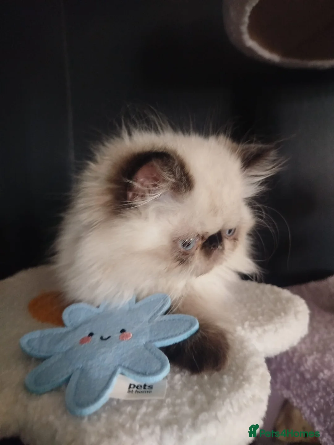 Persian cats for sale: Stunning Himalayan exotic boy kitten  in Holmfirth - Advert 20