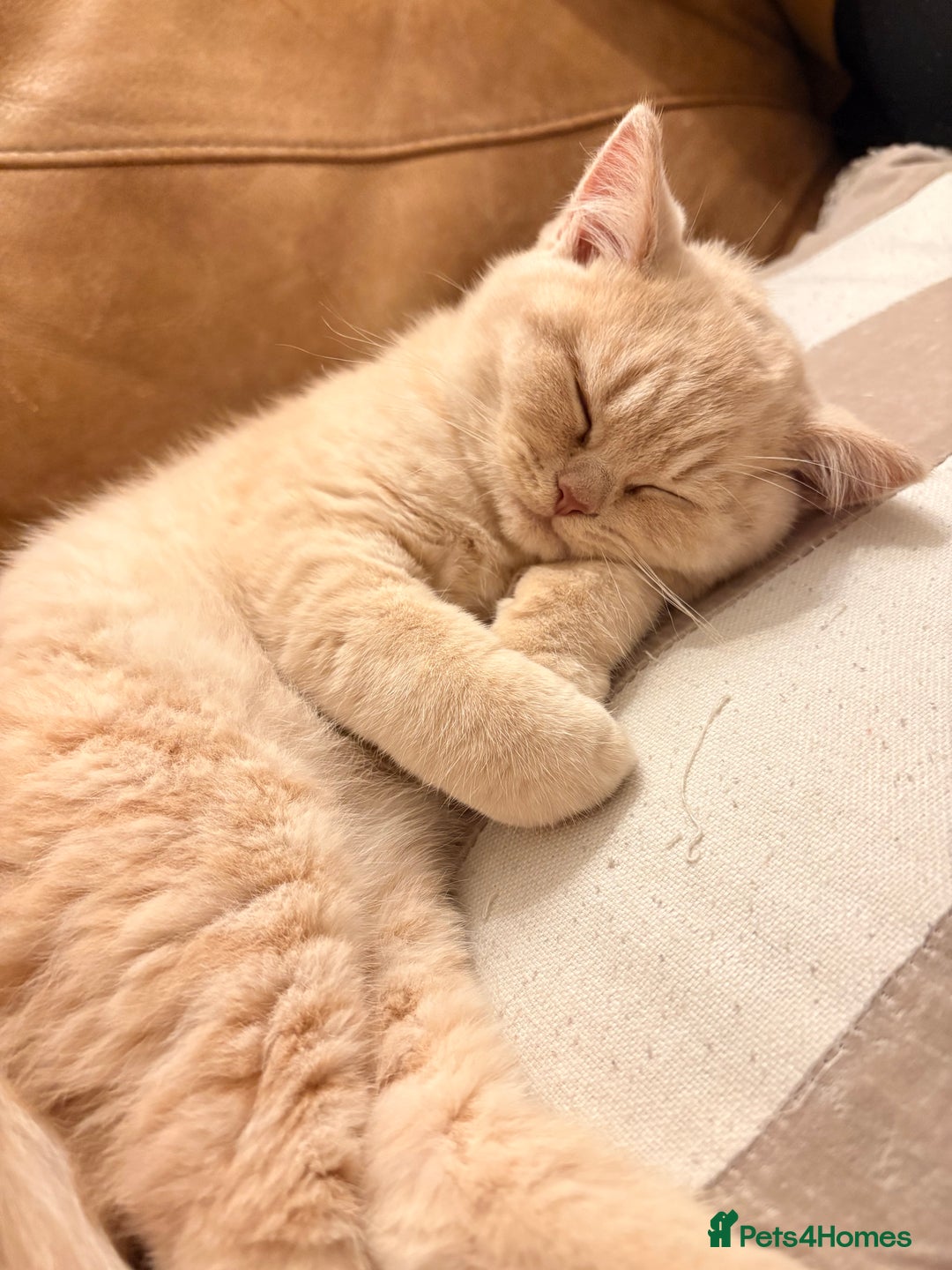 British Shorthair cats for sale: TICA Reg Cream BSH Boy - Advert 5