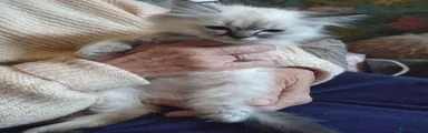 Ragdoll 3
