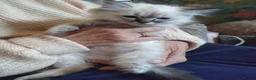 Ragdoll cats for sale: Beautiful Bluey Kittens - Advert 18