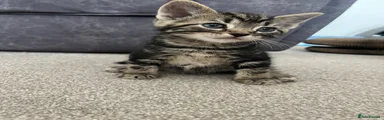 Domestic Shorthair 4
