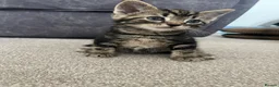 Domestic Shorthair cats for sale: Beautiful male kittens  - Advert 7