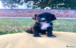 Cocker Spaniel dogs for sale: Cocker Spaniel male left KC Registered Docked  - Image 9