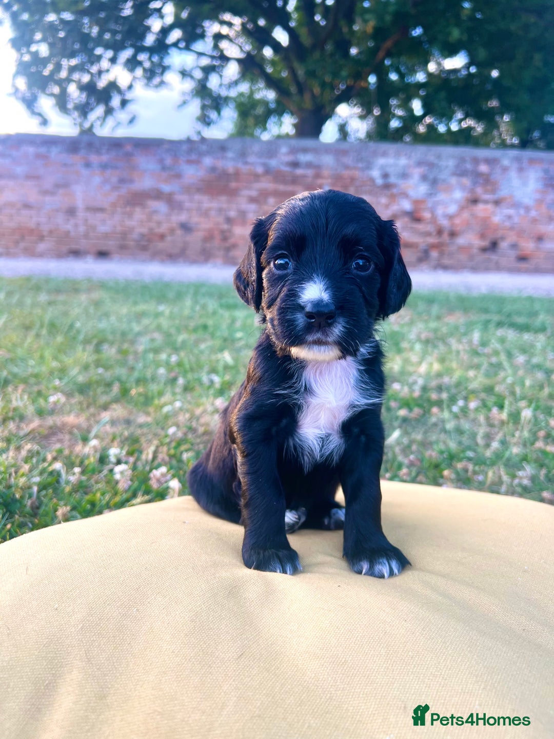 Cocker Spaniel dogs for sale: Cocker Spaniel male left KC Registered Docked  - Image 9