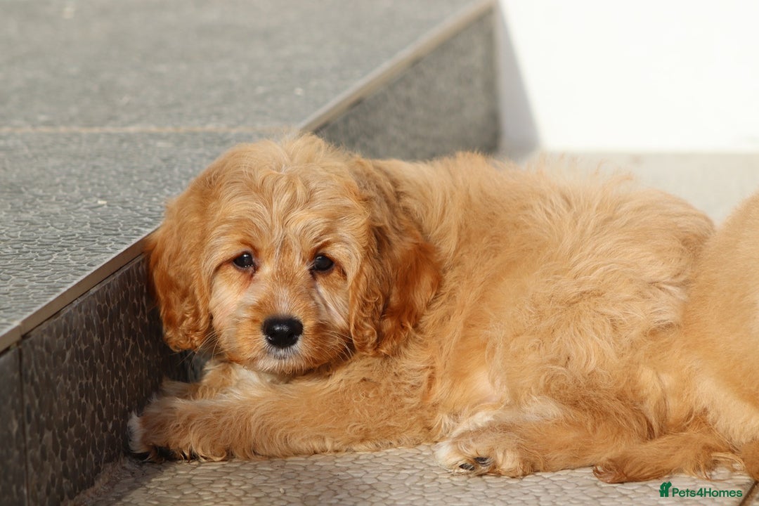 Cavapoo dogs for sale: F1 Cavapoo puppies for sale FULLY VACCINATED - Advert 23