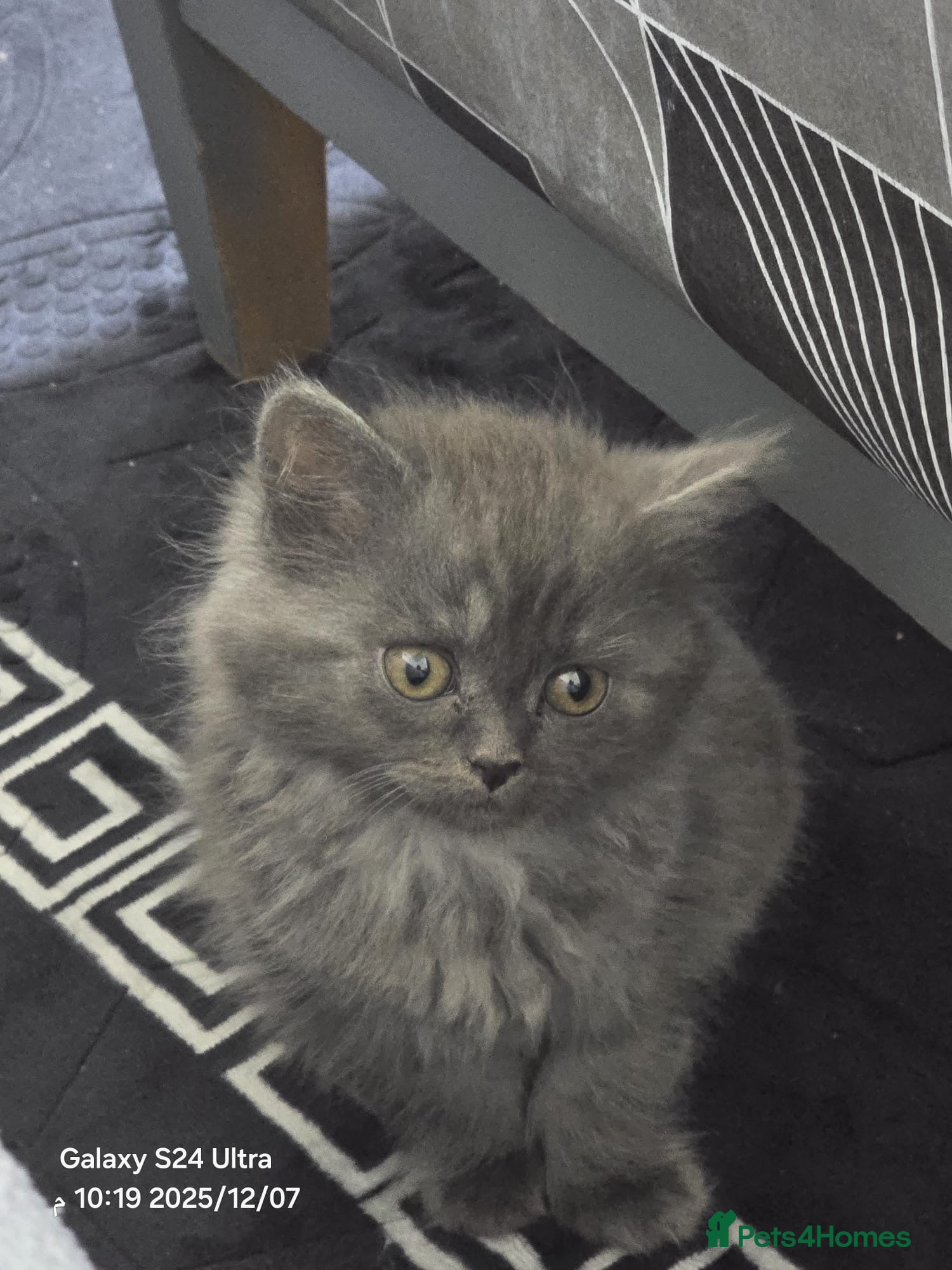 British Shorthair cats Kitten shorthair - Advert 15