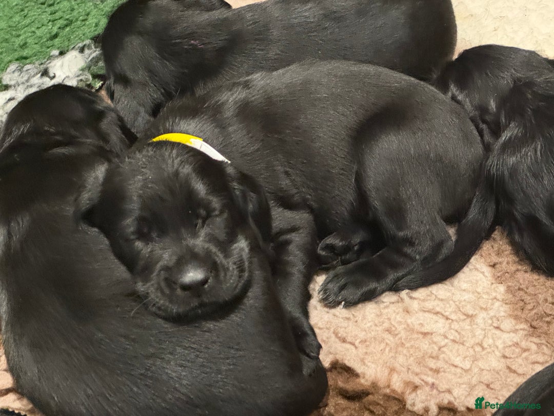 Mixed Breed dogs for sale: Meet the Griffadors - Advert 10