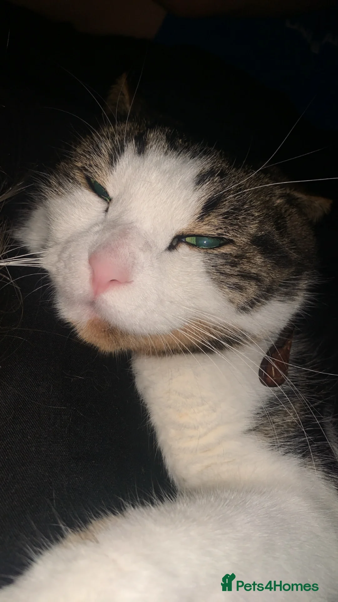 American Shorthair cats for sale: Male adult cat  - Advert 6