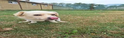 Mixed Breed dogs for adoption: Toby for adoption in Uxbridge - Advert 6