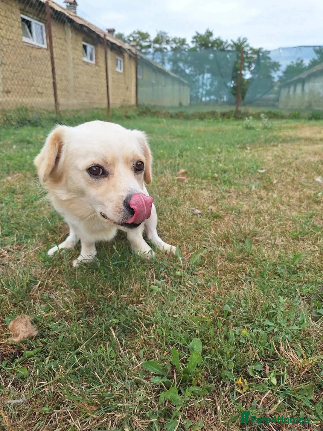Mixed Breed dogs for adoption: Toby for adoption in Uxbridge - Advert 6