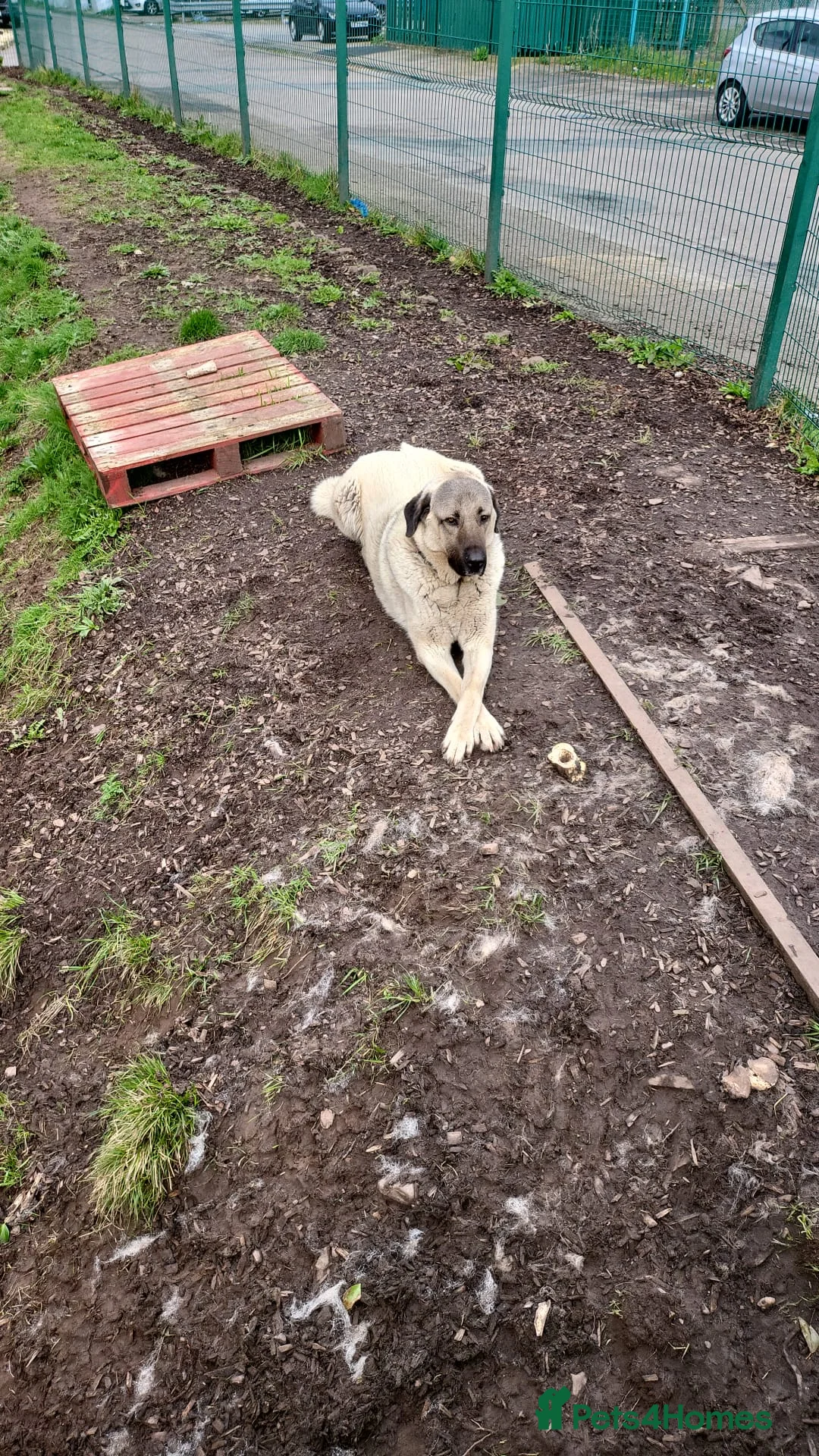 Anatolian Shepherd dogs for sale: Handsome very loyal Anatolian shepherd  - Advert 1