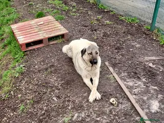 Anatolian Shepherd dogs Handsome very loyal Anatolian shepherd - Advert 8