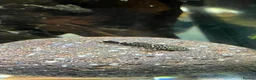 Catfish fish for sale: Bristlenose catfish (Ancistrus sp.) - Advert 1