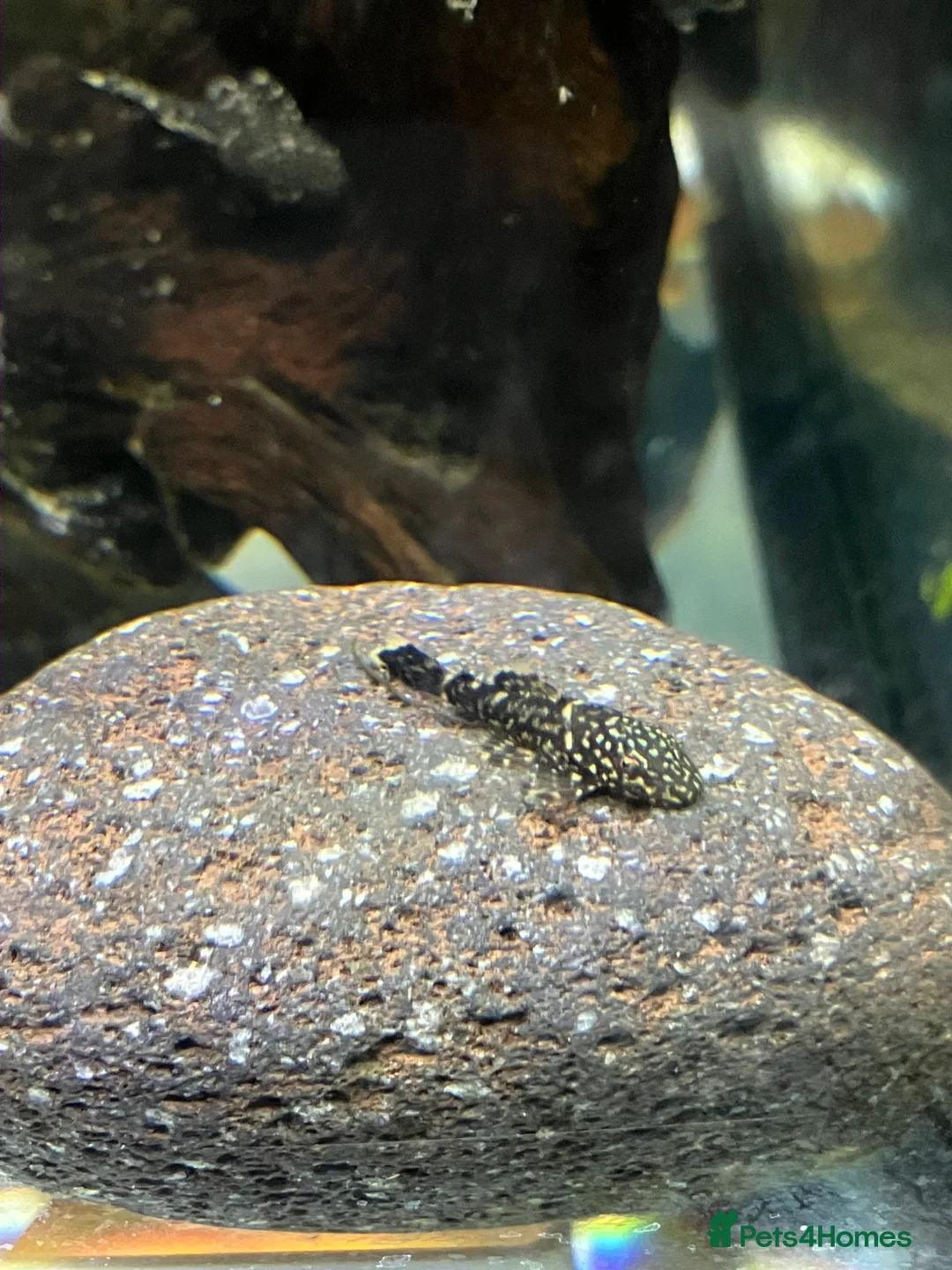 Catfish fish for sale: Bristlenose catfish (Ancistrus sp.) - Advert 1