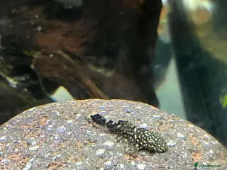 Catfish fish Bristlenose catfish (Ancistrus sp.) - Advert 19