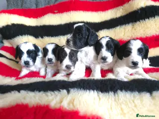 Cockapoo dogs F1 Parti Roan Cockapoos DNA TESTED,VET CHECKED - Advert 2