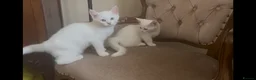 Mixed Breed cats for sale: Amazing Personalities  - Advert 3