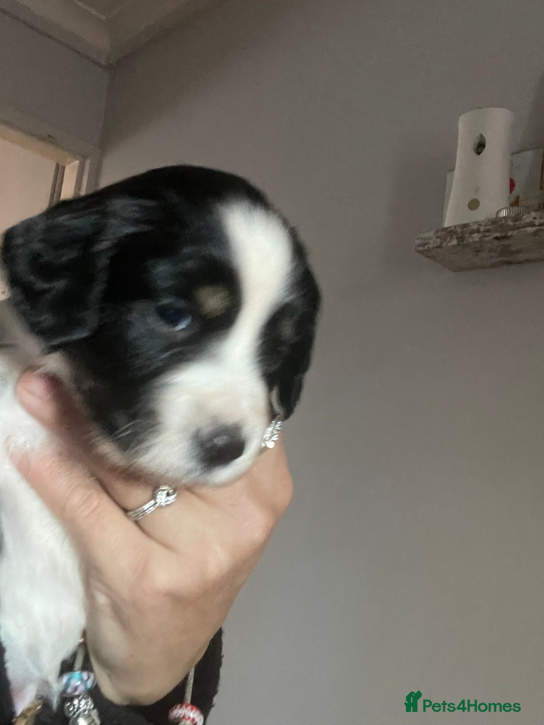 Mixed Breed dogs for sale: Sprollie Puppies  - Image 8